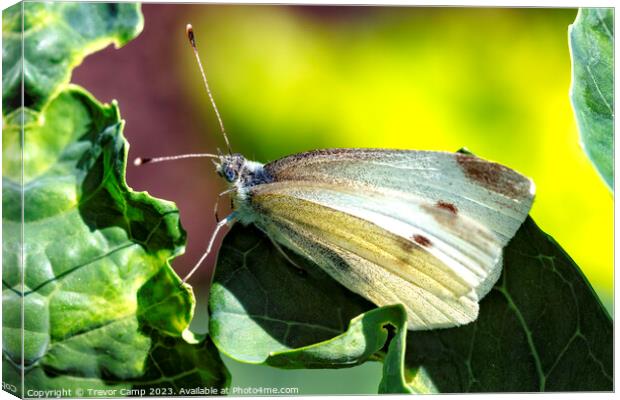 Delicate Cabbage White Butterfly Canvas Print by Trevor Camp