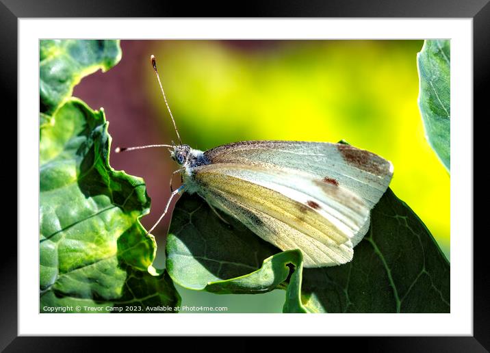 Delicate Cabbage White Butterfly Framed Mounted Print by Trevor Camp