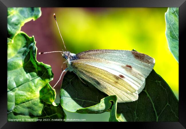 Delicate Cabbage White Butterfly Framed Print by Trevor Camp