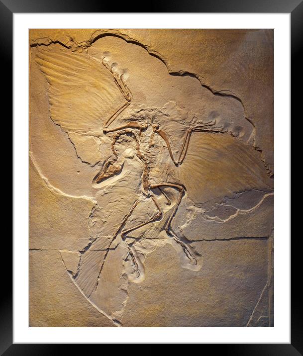 Berlin Archaeopteryx Fossil Framed Mounted Print by Arterra 