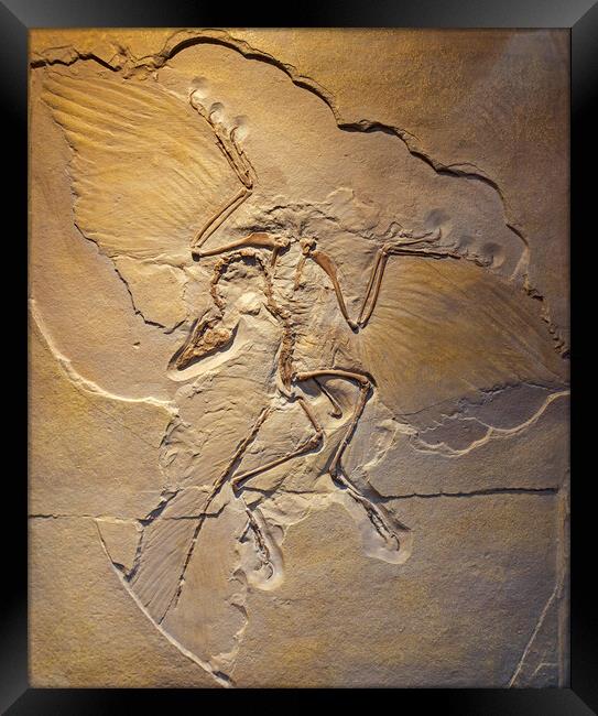 Berlin Archaeopteryx Fossil Framed Print by Arterra 
