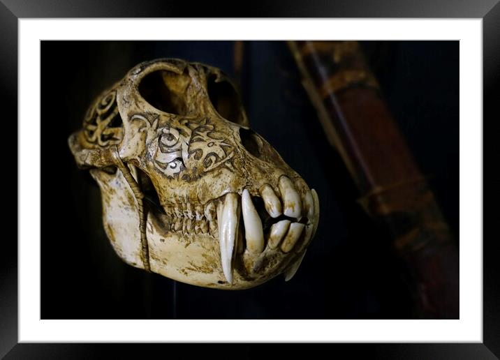 Sun Bear Skull Framed Mounted Print by Arterra 