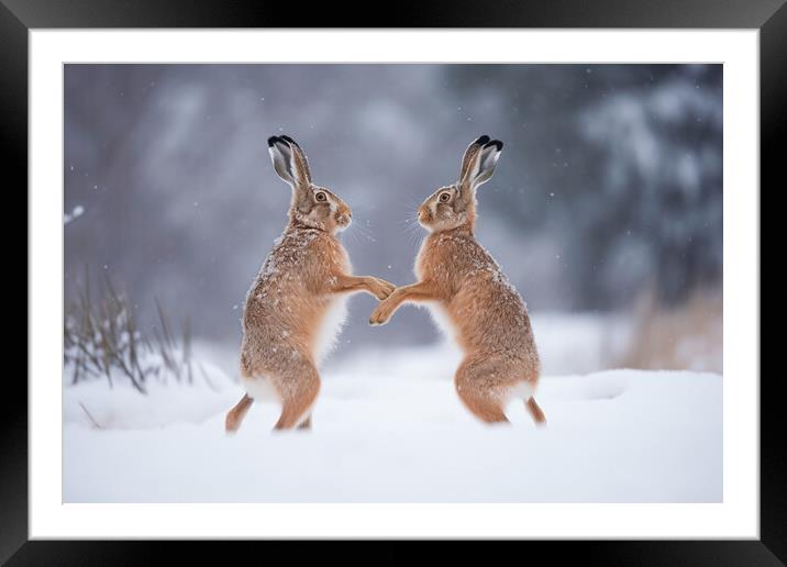 Boxing Hares Framed Mounted Print by Picture Wizard