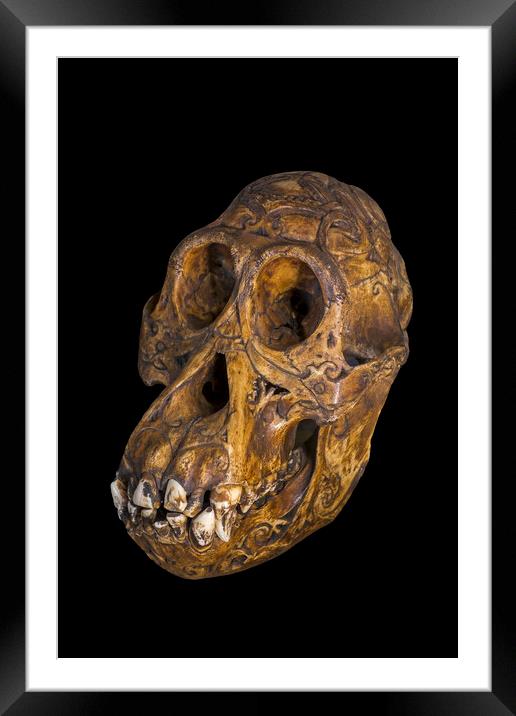 Bornean Orangutan Skull Framed Mounted Print by Arterra 