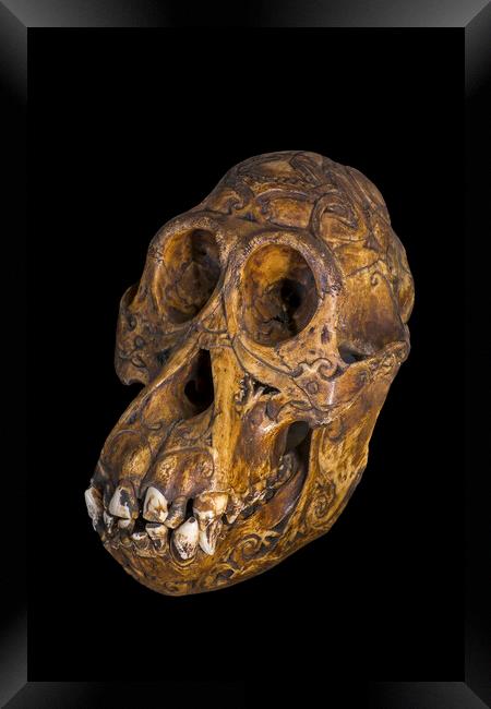 Bornean Orangutan Skull Framed Print by Arterra 
