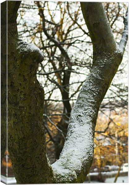 Snow on the Branch Line Canvas Print by Peter Elliott 