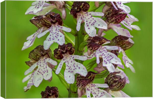 Lady Orchid Canvas Print by Arterra 