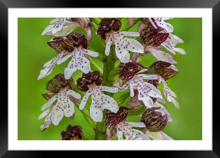 Lady Orchid Framed Mounted Print by Arterra 