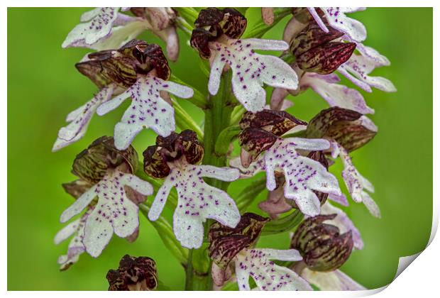 Lady Orchid Print by Arterra 