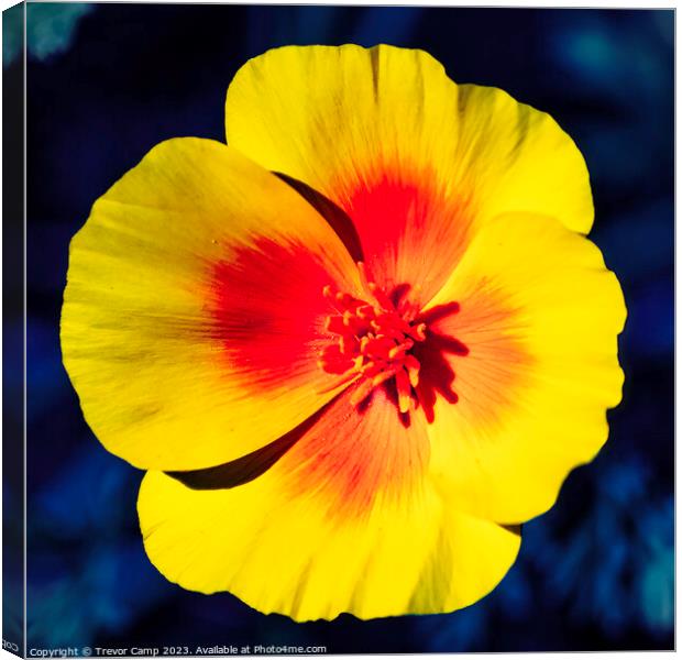 Vibrant Beauty Canvas Print by Trevor Camp