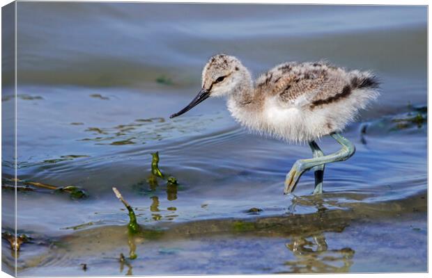 Pied Avocet Chick Canvas Print by Arterra 