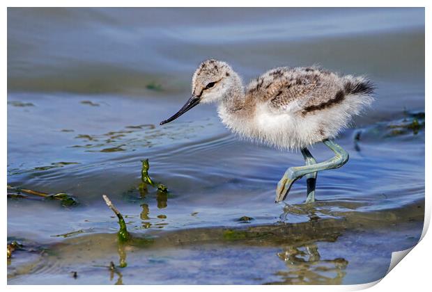 Pied Avocet Chick Print by Arterra 