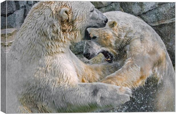 Playfighting Polar Bears Canvas Print by Arterra 