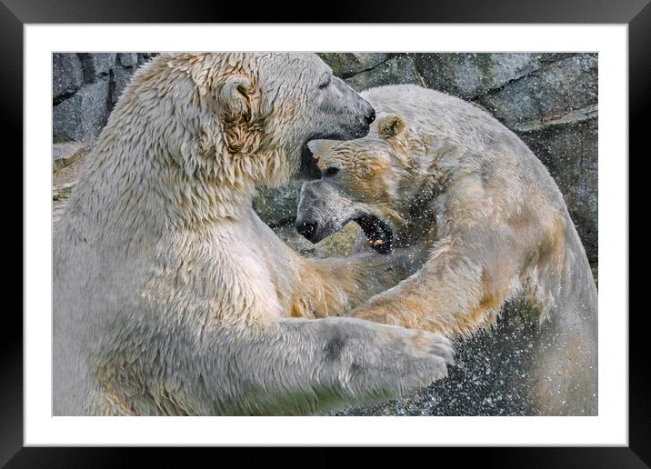 Playfighting Polar Bears Framed Mounted Print by Arterra 