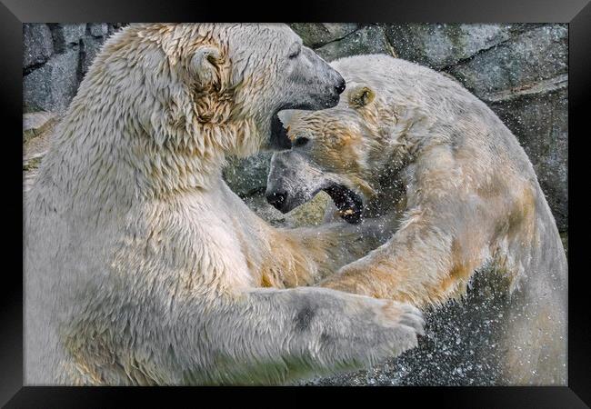 Playfighting Polar Bears Framed Print by Arterra 