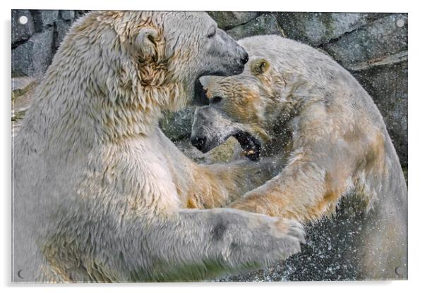 Playfighting Polar Bears Acrylic by Arterra 