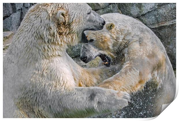 Playfighting Polar Bears Print by Arterra 