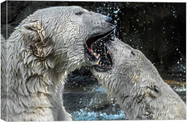 Play Fighting Polar Bears Canvas Print by Arterra 