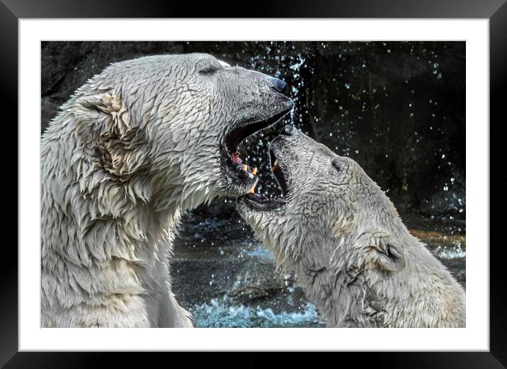 Play Fighting Polar Bears Framed Mounted Print by Arterra 