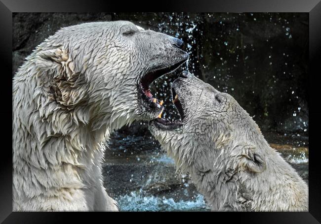 Play Fighting Polar Bears Framed Print by Arterra 