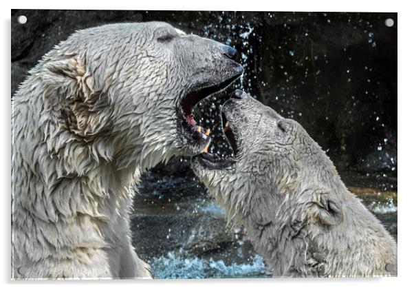 Play Fighting Polar Bears Acrylic by Arterra 