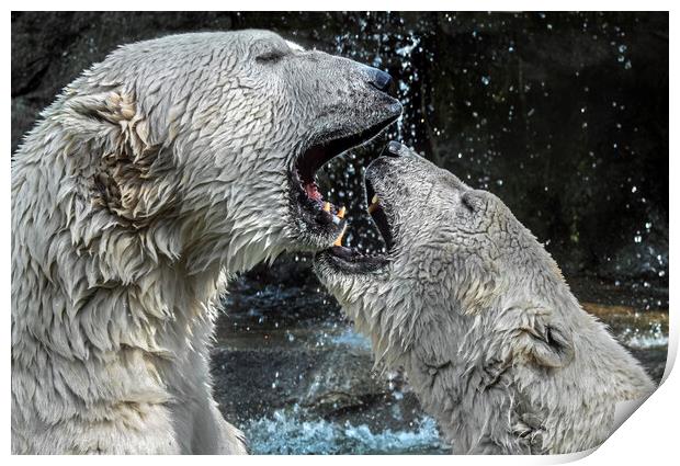 Play Fighting Polar Bears Print by Arterra 