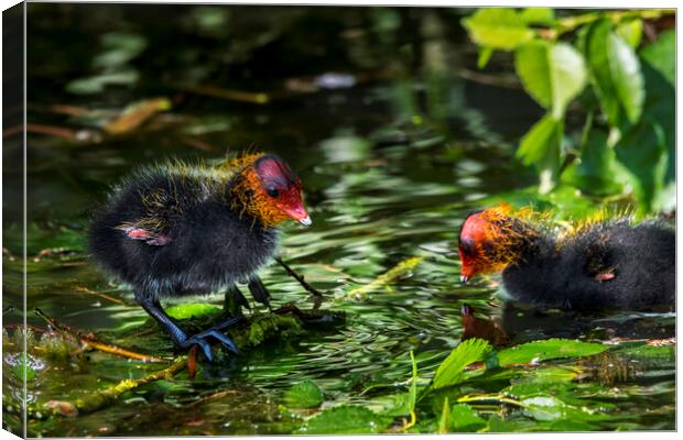 Coot Chicks in Pond Canvas Print by Arterra 