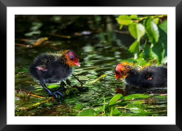 Coot Chicks in Pond Framed Mounted Print by Arterra 