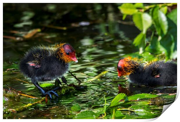 Coot Chicks in Pond Print by Arterra 
