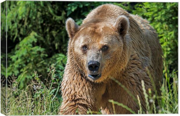 Brown Bear at Forest's Edge Canvas Print by Arterra 