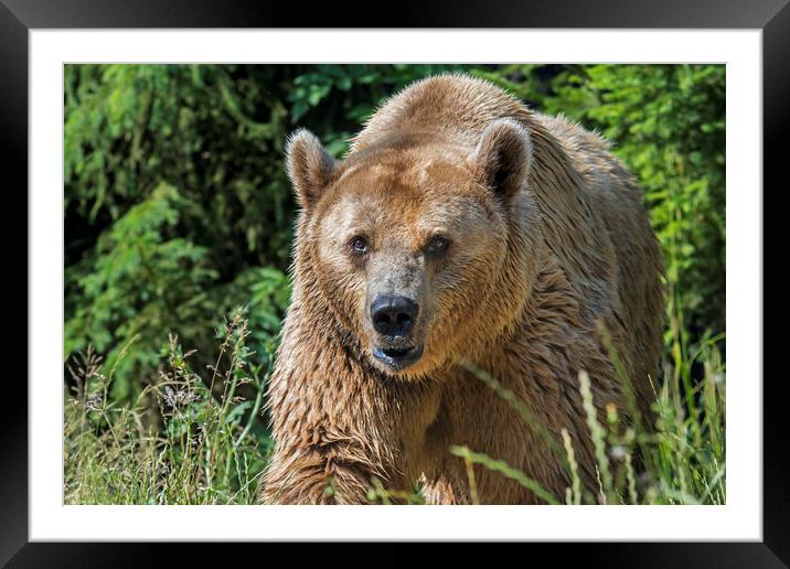 Brown Bear at Forest's Edge Framed Mounted Print by Arterra 