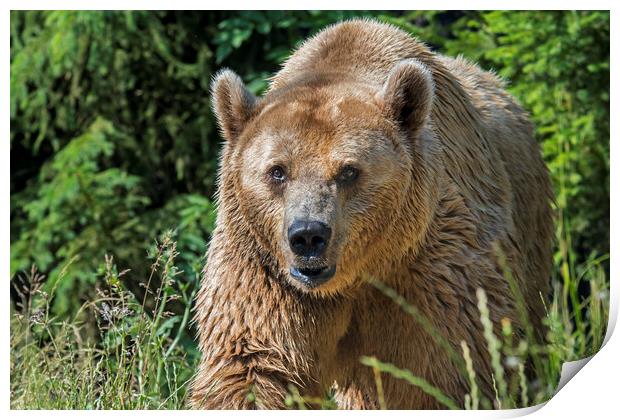 Brown Bear at Forest's Edge Print by Arterra 