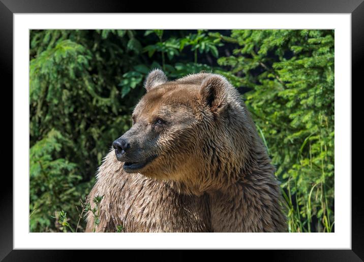 Brown Bear in Pine Wood Framed Mounted Print by Arterra 
