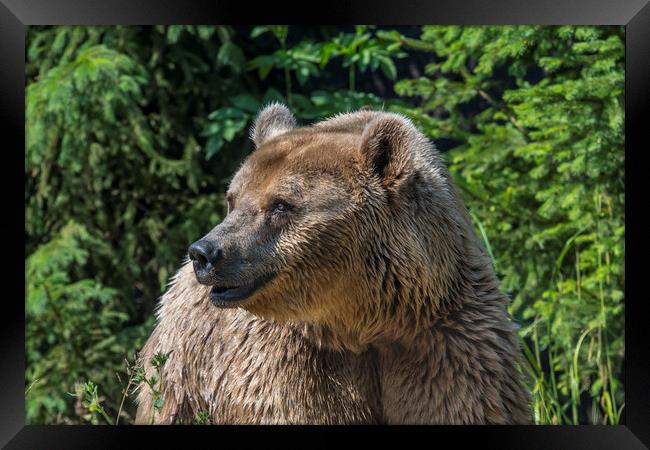 Brown Bear in Pine Wood Framed Print by Arterra 