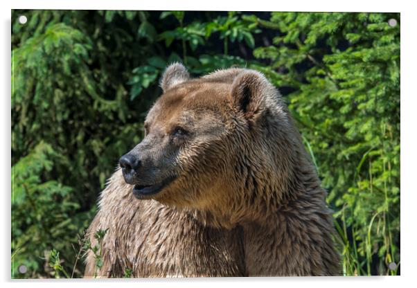 Brown Bear in Pine Wood Acrylic by Arterra 