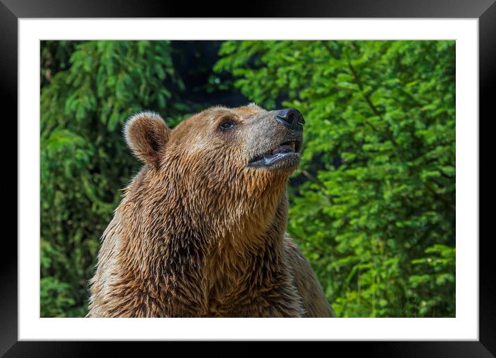 Brown Bear in Forest Framed Mounted Print by Arterra 