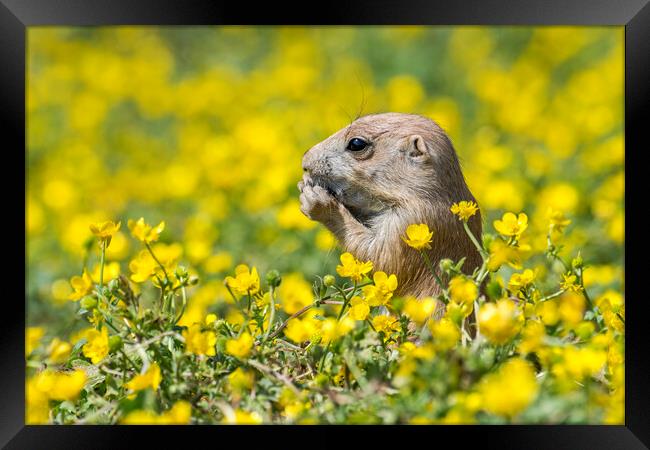 Young Black-Tailed Prairie Dog Framed Print by Arterra 