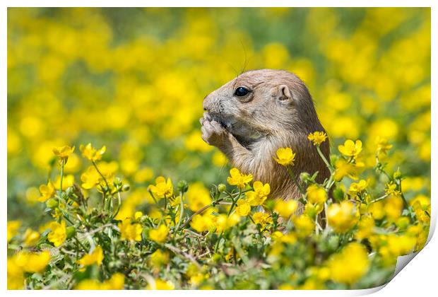 Young Black-Tailed Prairie Dog Print by Arterra 