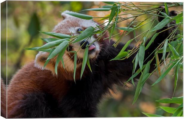 Red Panda Eating Bamboo Canvas Print by Arterra 