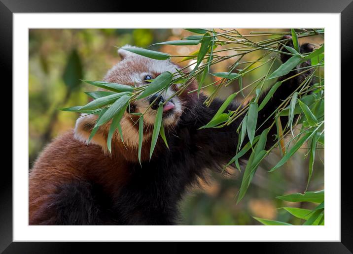 Red Panda Eating Bamboo Framed Mounted Print by Arterra 