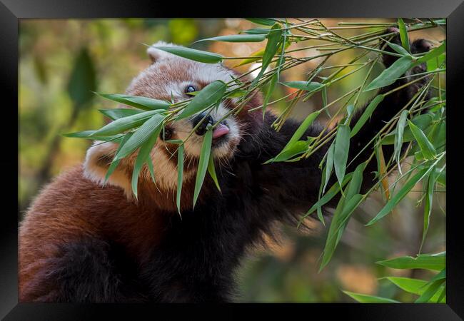 Red Panda Eating Bamboo Framed Print by Arterra 