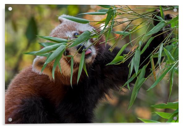 Red Panda Eating Bamboo Acrylic by Arterra 