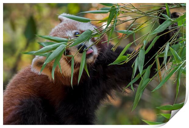 Red Panda Eating Bamboo Print by Arterra 