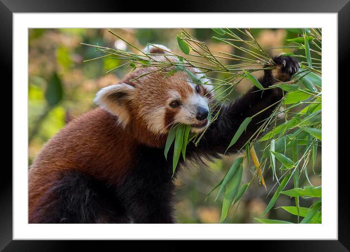Eating Red Panda Framed Mounted Print by Arterra 