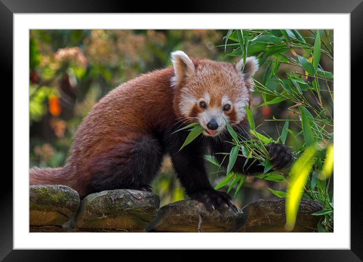 Red Panda in Zoo Framed Mounted Print by Arterra 