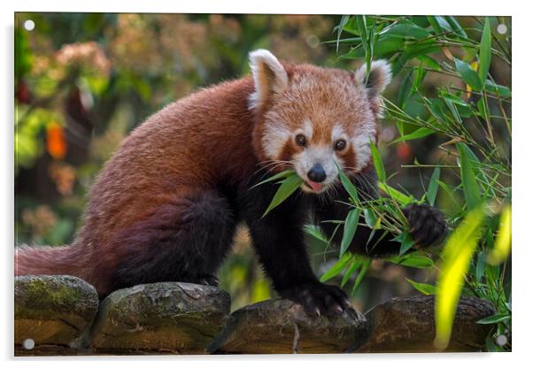 Red Panda in Zoo Acrylic by Arterra 