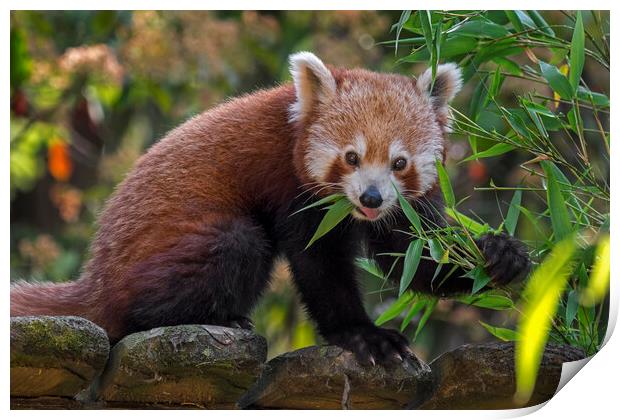 Red Panda in Zoo Print by Arterra 