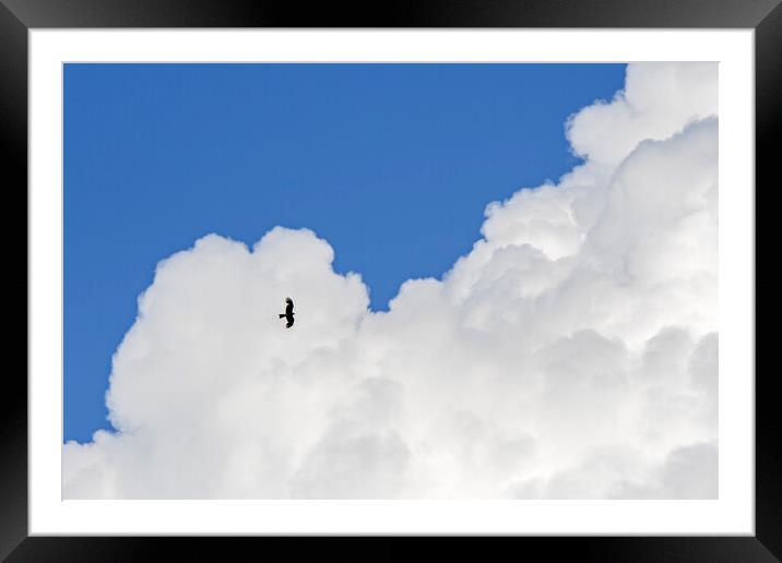 Soaring Black Kite Framed Mounted Print by Arterra 