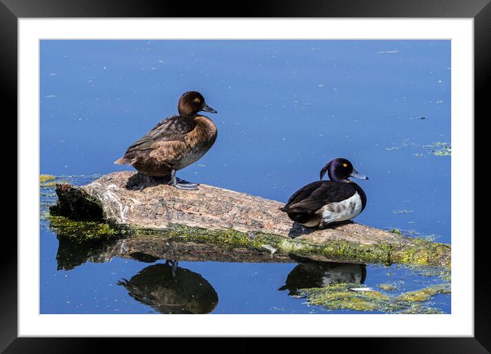 Tufted Duck Couple Framed Mounted Print by Arterra 