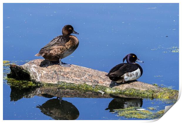 Tufted Duck Couple Print by Arterra 